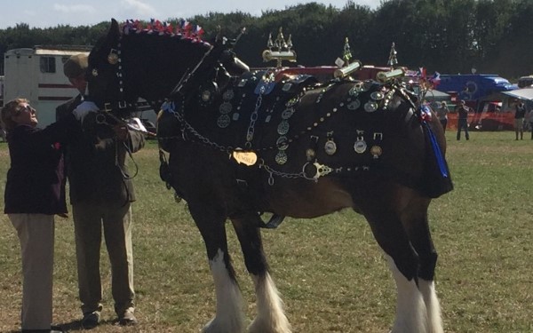 traditional harness class 