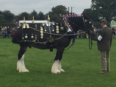 Wessex Heavy Horse Show - Country Fair