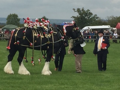 Wessex 2017/Wessex Heavy Horse Show - Country Fair