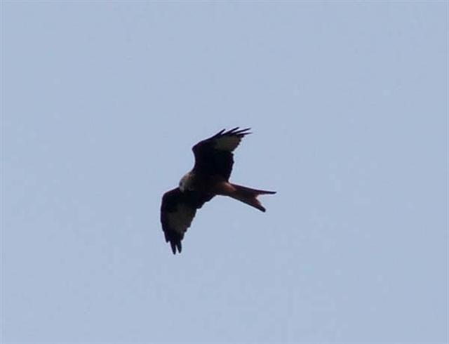 Red Kite